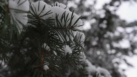 Conifer Needles Covered With Snow, Soft Focus with Bokeh, Close Up Vídeos de archivo 235344746