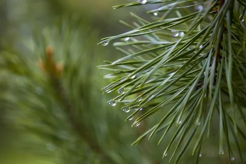 Conifer needles with dew drops. Selective focus. Stock Photos