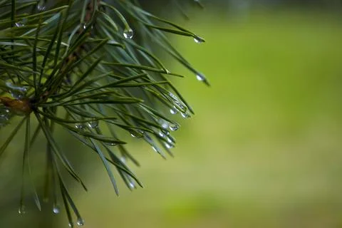 Conifer needles with dew drops. Selective focus. Stock Photos