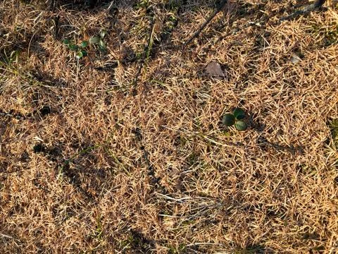 Conifer needles on the ground Stock Photos