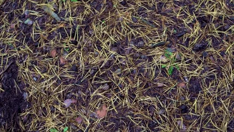 Conifer needles lie on the ground Stock-Footage 81271629