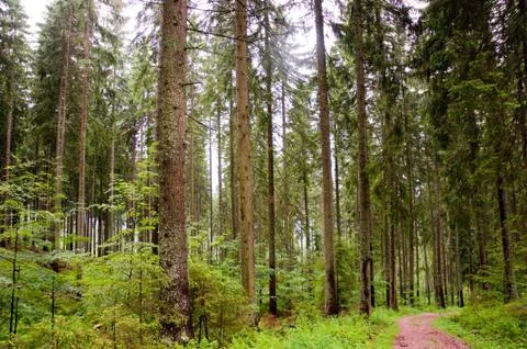 Conifer Stock Photos