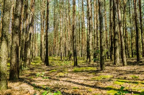 Conifer Stock Photos