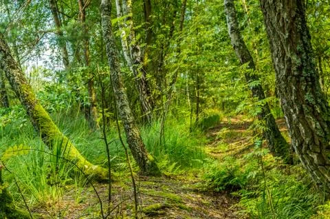 Conifer Stock Photos