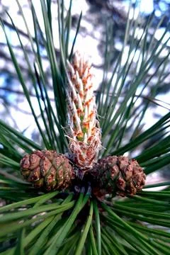 Conifer-pine-cones-tree-branch-01 Stock-Fotos