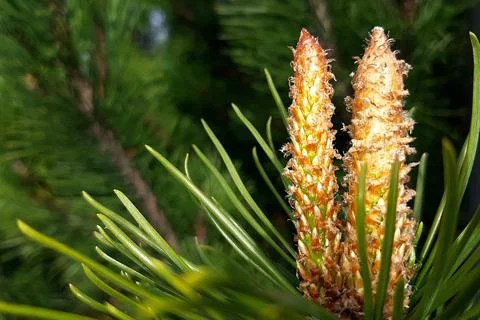 Conifer-pine-cones-tree-branch-03 Stock-Fotos