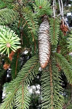 Conifer-pine-cones-tree-branch-08 Stock-Fotos