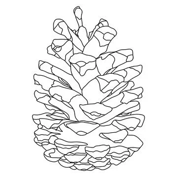 Conifer Pine Fir Tree Cone Outline Stock Illustration
