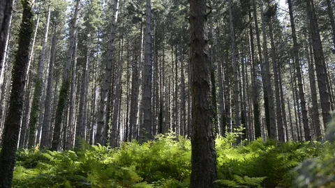Conifer pine forest Stock Footage 93438526