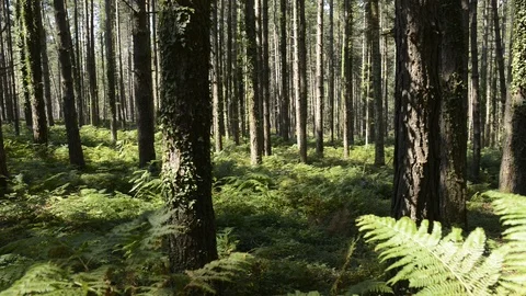 Conifer pine forest Stock Footage 93438601