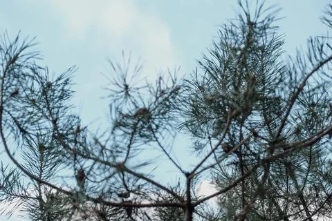 Conifer - pine in the forest, sky in the background (Pinus sylvestris) Stock Photos