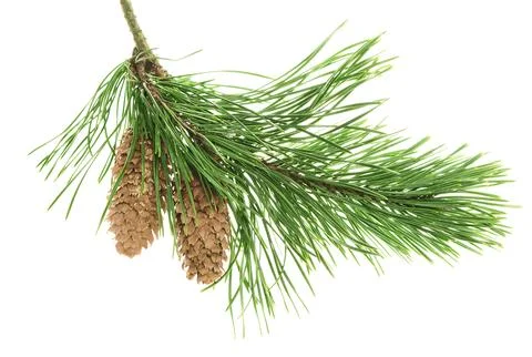 Conifer pine tree cone. coniferous twigs with fir needle foliage. pine isol.. Foto stock