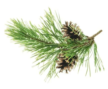 Conifer pine tree cone. coniferous twigs with fir needle foliage. pine isol.. Stock Photos