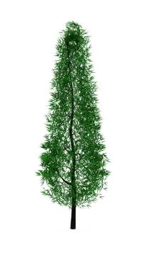 Conifer pine tree isolated on white background Stock Illustration