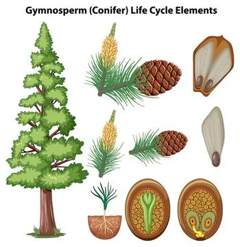 Conifer Plants: Elements and Life Cycle Stock Illustration