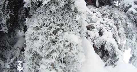 Conifer plastered with snow close-up Stock Footage 46359742