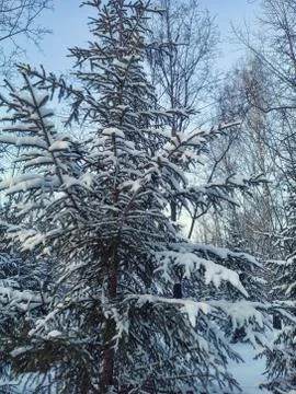 Conifer in the snow in a snowy winter forest against a blue sky Stock Photos