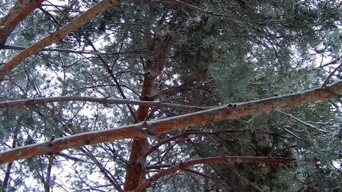 Conifer Spruce from below Stock Footage 74383519