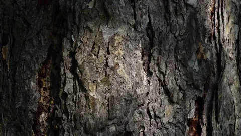 Conifer tree bark with play of light. Vertical panorama in 4K Stock Footage 78721100