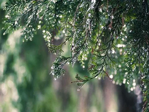 Conifer tree branch 스톡 사진