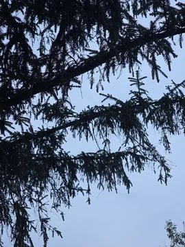 Conifer tree branches against blue sky. Stock-Fotos