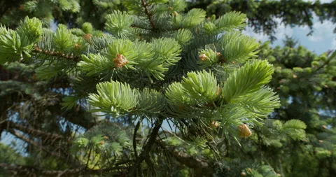 Conifer tree branches with fresh green needles. Stock Footage 313834400