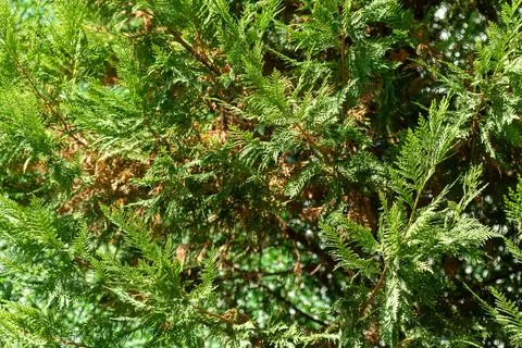 Conifer Tree Branches with Green and Brown Needles Stock Photos