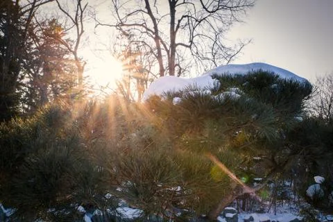 Conifer tree branches lit by the sun in winter season Stock Photos