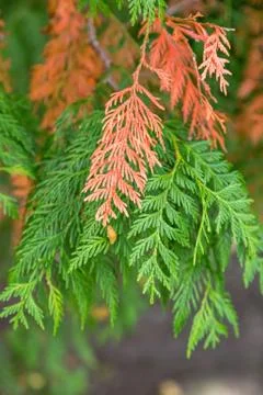 Conifer Tree Branches Foto stock