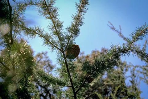 Conifer tree branches with pine cones against the blue sky Stock Photos
