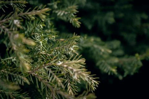 Conifer tree branches with water drops after rain close up Stock Photos