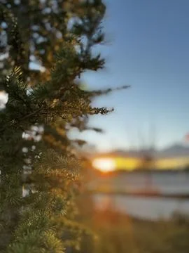 Conifer tree close up sunset winter park Stock-Fotos