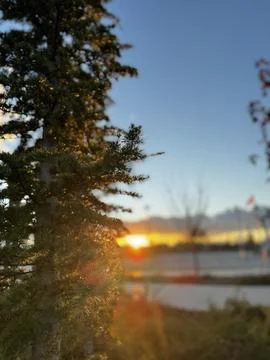 Conifer tree close up sunset winter park Stock Photos