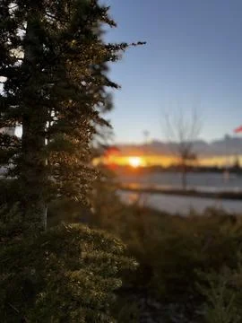 Conifer tree close up sunset winter park Stock-Fotos