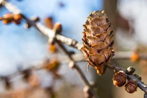 Conifer tree cone basking in the warm sunlight in spring. Stock Photos
