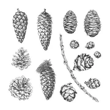 Conifer tree cones collection engraved hand drawn vector set, Scots pine Stockillustratie