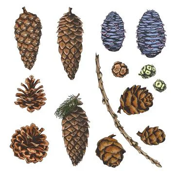 Conifer tree cones collection hand drawn vector set, pine, Cypress, European Stockillustratie