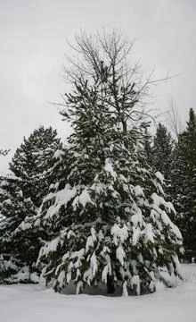 Conifer tree covered in snow on a cloud covered day in the Bruce Peninsula Stock Photos