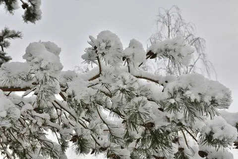 Conifer tree covered with snow on a cloudy, gloomy winter's day. Winter. Foto stock