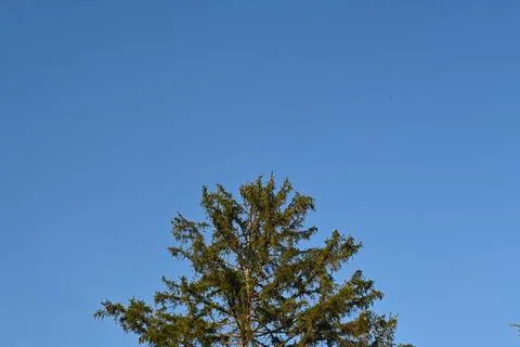 Conifer tree crown against a clear blue sky Stock Photos