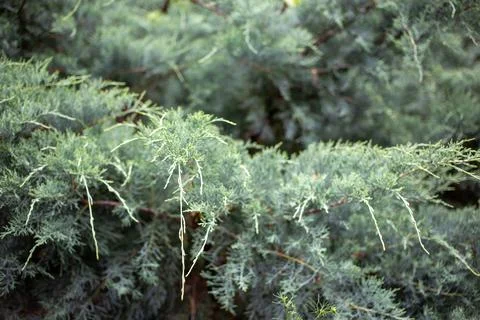 Conifer Tree Foliage Foto stock