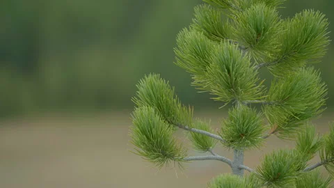 Conifer tree Stock Footage 163835007