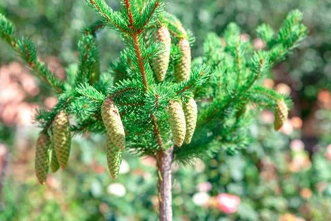 Conifer Tree Hanging Cones Stock Photos