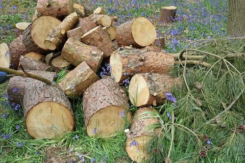 Conifer tree log pile Stock Photos