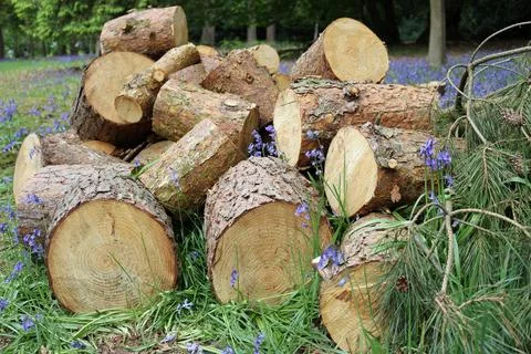 Conifer tree log pile Foto stock