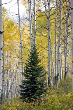 Conifer tree in the middle of Aspen trees in Kebler Pass, near town of Creste Stock Photos