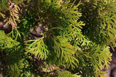 Conifer tree on the nature Stock Photos