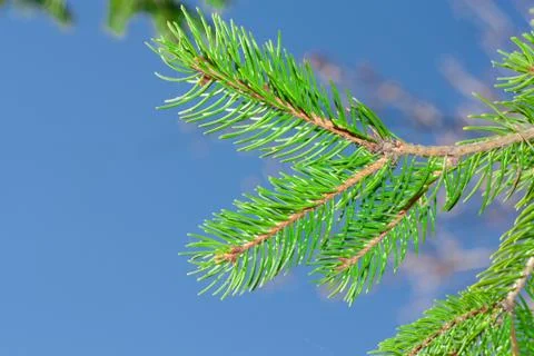 Conifer tree on the nature Stock Photos