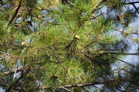 Conifer tree on the nature Foto stock