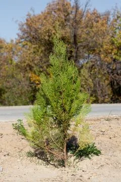 Conifer tree on the nature Stock Photos